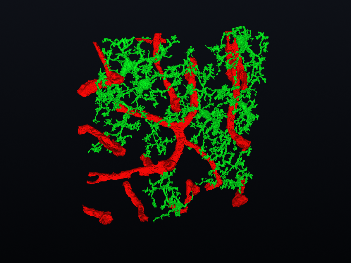 3D render of cortex segmentation labels and reconstructed vessels